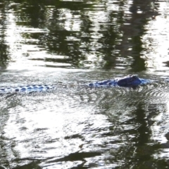 Crocodylus johnstoni (Freshwater Crocodile) at Cranbrook, QLD - 1 Sep 2024 by TerryS