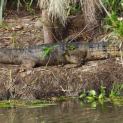 Crocodylus johnstoni (Freshwater Crocodile) at Kelso, QLD - 7 Sep 2024 by TerryS