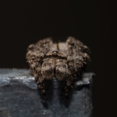 Dolophones sp. (genus) (Wrap-around spider) at Murrumbateman, NSW - 8 Sep 2024 by amiessmacro