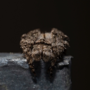 Dolophones sp. (genus) at Murrumbateman, NSW - 8 Sep 2024 04:46 PM