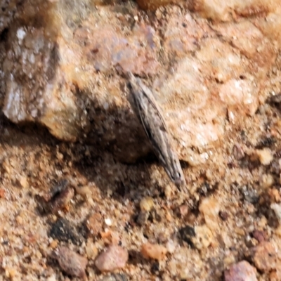 Unidentified Moth (Lepidoptera) at West Wodonga, VIC - 8 Sep 2024 by KylieWaldon