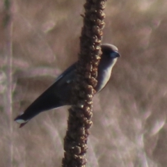 Artamus cyanopterus (Dusky Woodswallow) at Symonston, ACT - 4 Sep 2024 by RobParnell