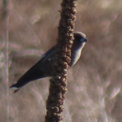 Artamus cyanopterus (Dusky Woodswallow) at Symonston, ACT - 4 Sep 2024 by RobParnell