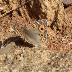 Junonia villida (Meadow Argus) at West Wodonga, VIC - 8 Sep 2024 by KylieWaldon