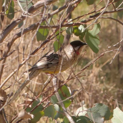 Anthochaera carunculata (Red Wattlebird) at Bruce, ACT - 7 Sep 2024 by ConBoekel