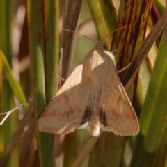 Helicoverpa (genus) (A bollworm) at Bruce, ACT - 7 Sep 2024 by ConBoekel