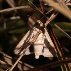 Helicoverpa (genus) at Bruce, ACT - 7 Sep 2024 02:09 PM