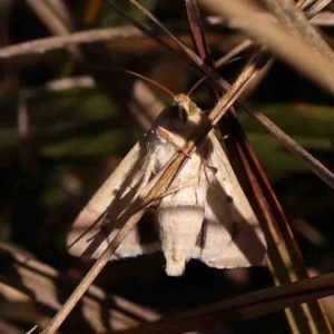 Helicoverpa (genus) at Bruce, ACT - 7 Sep 2024