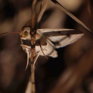 Helicoverpa (genus) at Bruce, ACT - 7 Sep 2024 02:09 PM