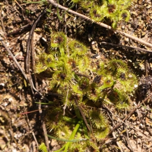 Drosera sp. at Bruce, ACT - 7 Sep 2024 02:12 PM