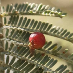 Austroacacidiplosis botrycephalae (A Gall Midge) at Bruce, ACT - 7 Sep 2024 by ConBoekel