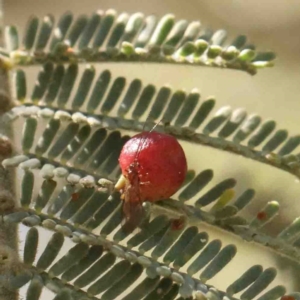 Austroacacidiplosis botrycephalae at Bruce, ACT - 7 Sep 2024