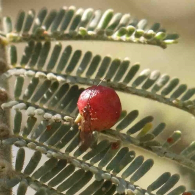 Austroacacidiplosis botrycephalae (A Gall Midge) at Bruce, ACT - 7 Sep 2024 by ConBoekel