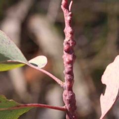 Unidentified Unidentified Insect Gall at Bruce, ACT - 7 Sep 2024 by ConBoekel