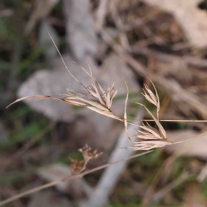 Themeda triandra at Bruce, ACT - 7 Sep 2024 02:15 PM