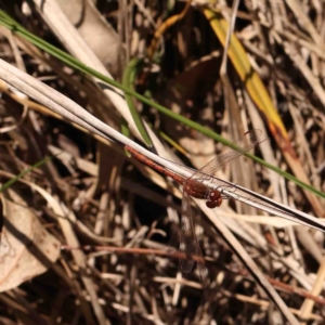 Diplacodes bipunctata at Bruce, ACT - 7 Sep 2024