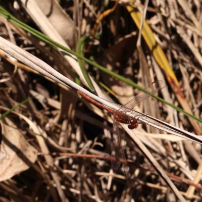 Diplacodes bipunctata (Wandering Percher) at Bruce, ACT - 7 Sep 2024 by ConBoekel