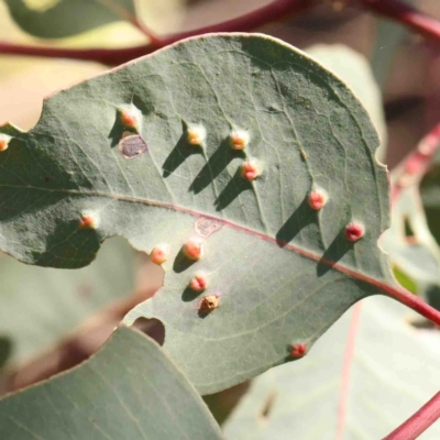 Unidentified Unidentified Insect Gall at Bruce, ACT - 7 Sep 2024 by ConBoekel