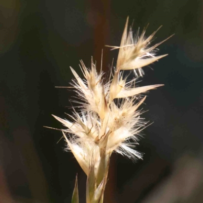 Rytidosperma sp. (Wallaby Grass) at Bruce, ACT - 7 Sep 2024 by ConBoekel