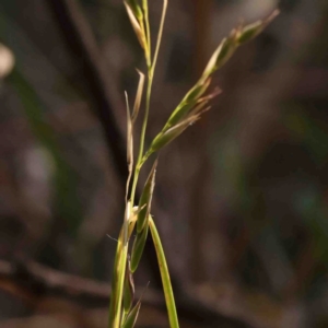 Rytidosperma sp. at Bruce, ACT - 7 Sep 2024 02:22 PM