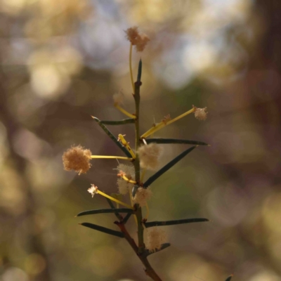 Acacia genistifolia (Early Wattle) at Bruce, ACT - 7 Sep 2024 by ConBoekel