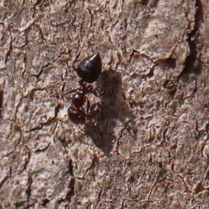 Crematogaster sp. (genus) at Bruce, ACT - 7 Sep 2024