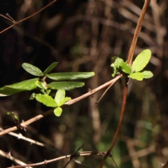 Lonicera japonica (Japanese Honeysuckle) at Bruce, ACT - 7 Sep 2024 by ConBoekel