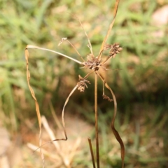 Cyperus sp. (A Sedge) at Bruce, ACT - 7 Sep 2024 by ConBoekel