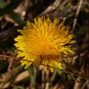 Taraxacum sect. Taraxacum at Bruce, ACT - 7 Sep 2024