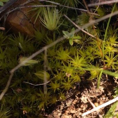Unverified Moss, Liverwort or Hornwort - 1 Jan 1900 by ConBoekel