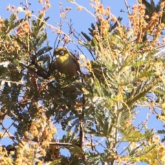 Zosterops lateralis (Silvereye) at Bruce, ACT - 7 Sep 2024 by ConBoekel