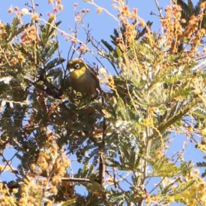 Zosterops lateralis at Bruce, ACT - 7 Sep 2024