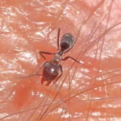 Iridomyrmex sp. (genus) (Ant) at Bruce, ACT - 7 Sep 2024 by ConBoekel