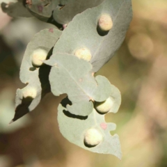 Unverified Unverified Insect Gall at Bruce, ACT - 7 Sep 2024 by ConBoekel