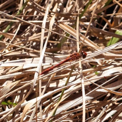 Diplacodes bipunctata (Wandering Percher) at Bruce, ACT - 7 Sep 2024 by ConBoekel