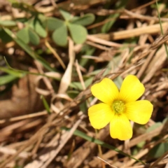 Oxalis sp. (Wood Sorrel) at Bruce, ACT - 7 Sep 2024 by ConBoekel