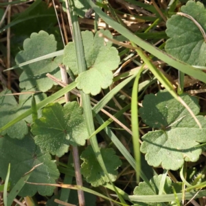 Hydrocotyle laxiflora at Bruce, ACT - 7 Sep 2024 03:18 PM