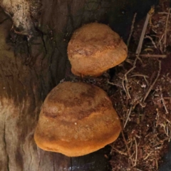 zz Polypore (shelf/hoof-like) at Bruce, ACT - 7 Sep 2024 by ConBoekel