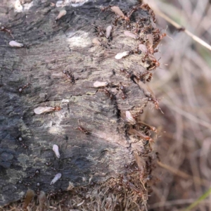 Papyrius sp. (genus) at Bruce, ACT - suppressed