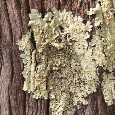 Flavoparmelia sp. (Flavoparmelia Lichen) at Bruce, ACT - 7 Sep 2024 by ConBoekel