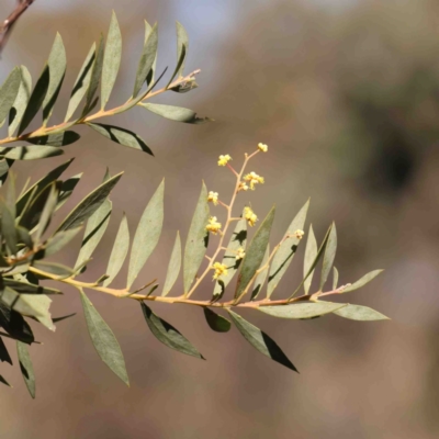 Acacia sp. (A Wattle) at Bruce, ACT - 7 Sep 2024 by ConBoekel