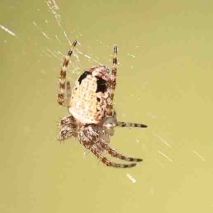 Araneus dimidiatus at Bruce, ACT - 7 Sep 2024 03:27 PM