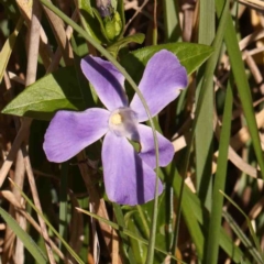 Vinca major (Blue Periwinkle) at Bruce, ACT - 7 Sep 2024 by ConBoekel