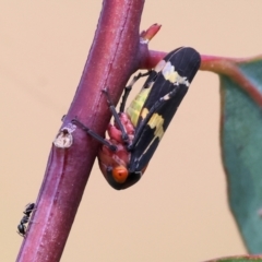 Eurymeloides pulchra (Gumtree hopper) at West Wodonga, VIC - 8 Sep 2024 by KylieWaldon