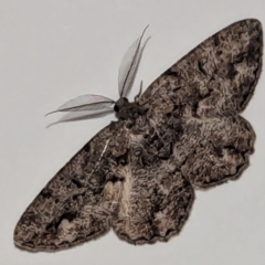 Unplaced externaria (Mahogany Bark Moth (formerly Hypomecis externaria)) at Kambah, ACT - 8 Sep 2024 by HelenCross