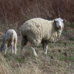 Ovis aries at Symonston, ACT - 4 Sep 2024 02:23 PM