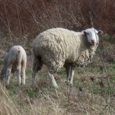 Ovis aries (Feral Sheep) at Symonston, ACT - 4 Sep 2024 by RobParnell