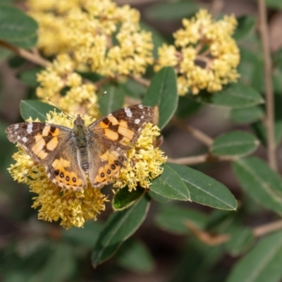 Vanessa kershawi (Australian Painted Lady) at Tallong, NSW - 7 Sep 2024 by Aussiegall