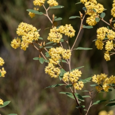 Pomaderris lanigera (Woolly Pomaderris) at Tallong, NSW - 7 Sep 2024 by Aussiegall