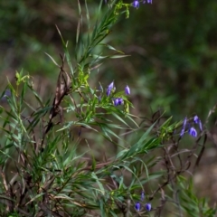 Stypandra glauca (Nodding Blue Lily) at Tallong, NSW - 7 Sep 2024 by Aussiegall